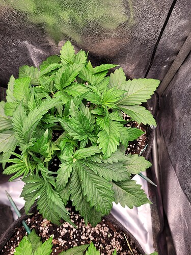 Growreport Bild 25