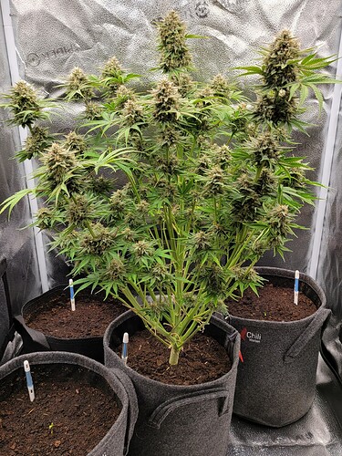 Growreport Bild 1