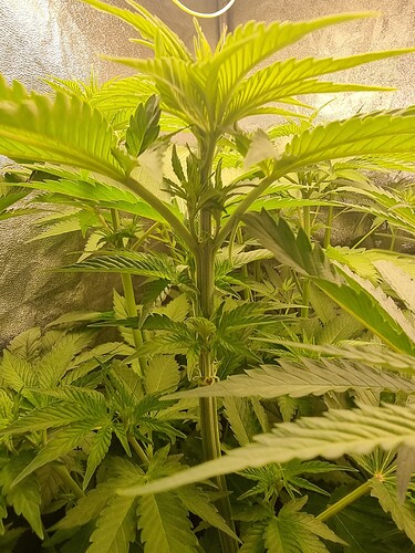 Growreport Bild 3