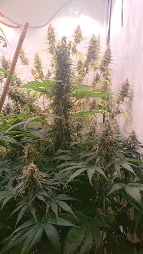 Growreport Bild 2