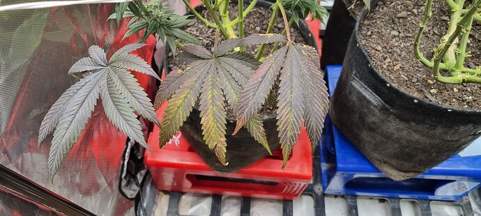 Growreport Bild 48