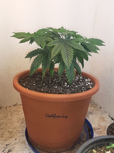 Growreport Bild 1