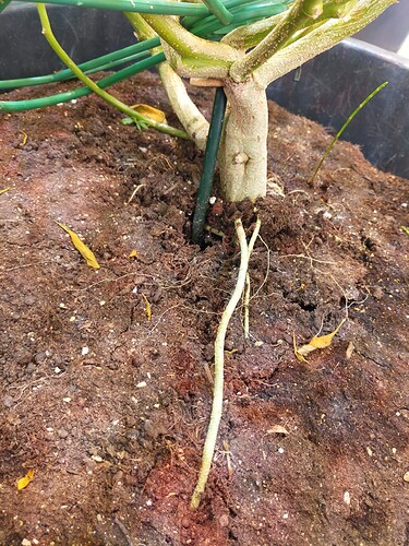 Growreport Bild 2