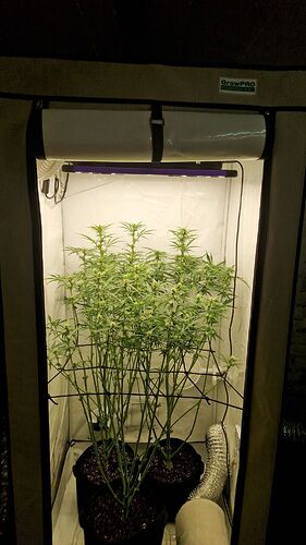 Growreport Bild 3