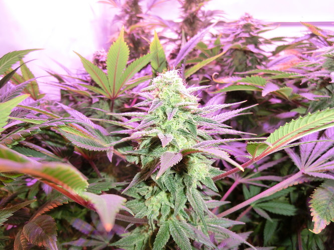 Growreport Bild 10