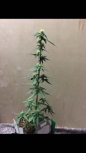 Growreport Bild 17