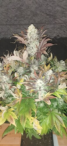 Growreport Bild 8
