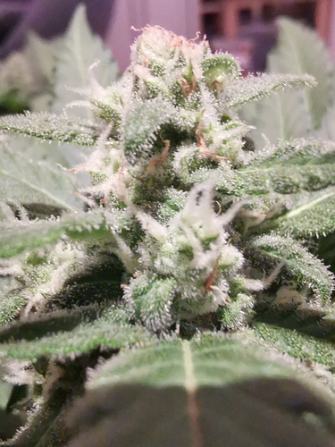 Growreport Bild 9