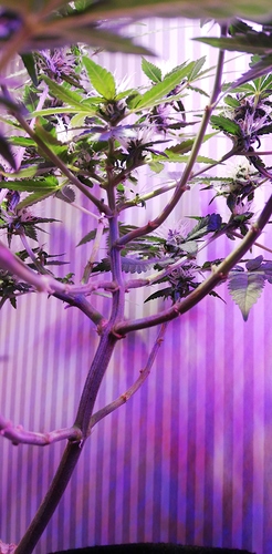 Growreport Bild 8