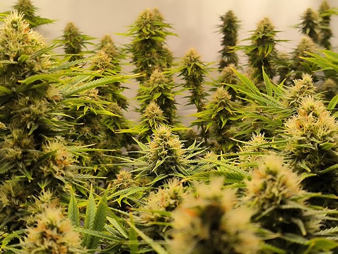 Growreport Bild 6