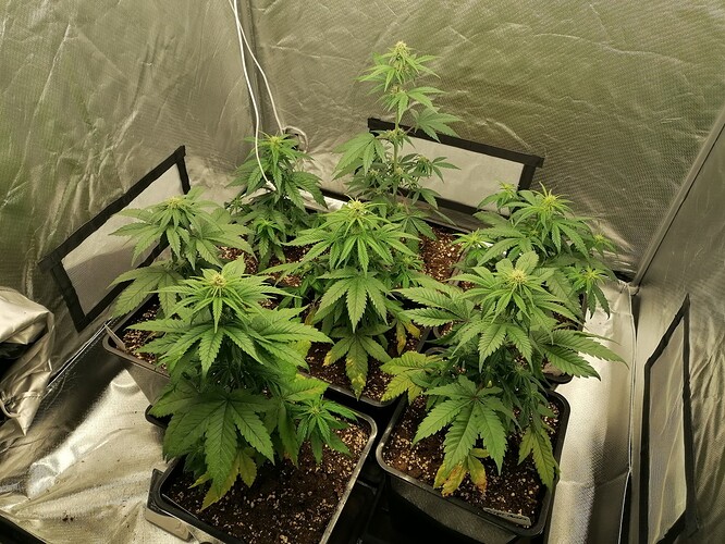 Growreport Bild 5