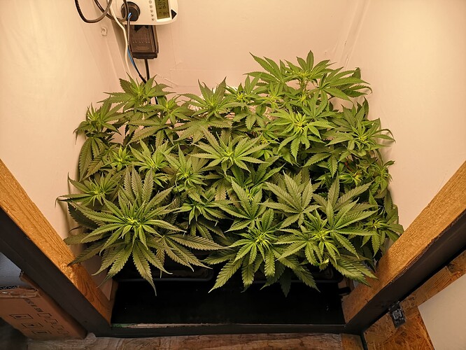 Growreport Bild 1