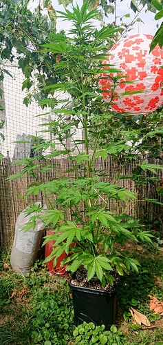 obscura1660941576453