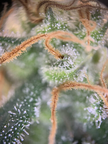 Growreport Bild 11