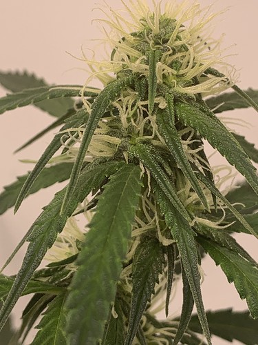 Growreport Bild 4