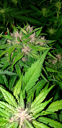 Growreport Bild 1