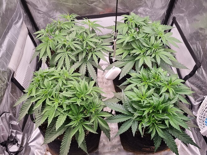 Growreport Bild 20