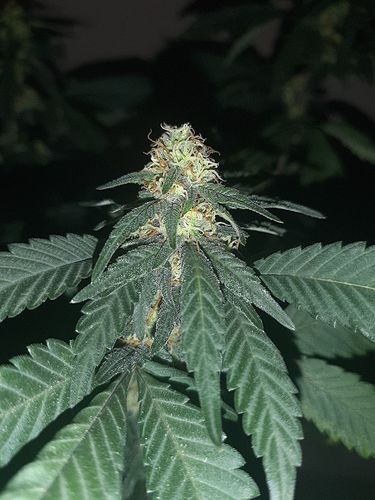 Growreport Bild 3