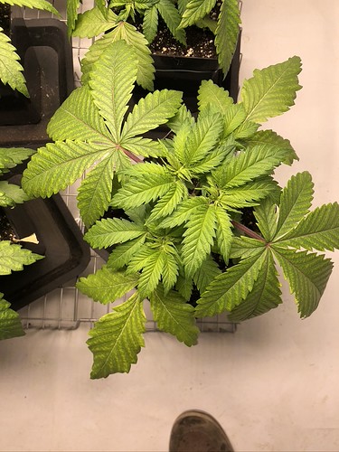 Growreport Bild 11