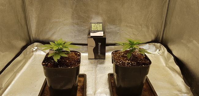 Growreport Bild 2