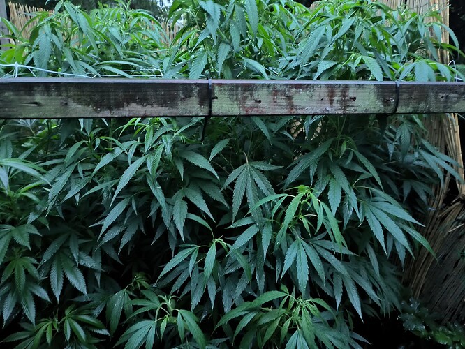 Growreport Bild 3