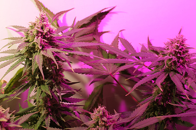 Growreport Bild 3