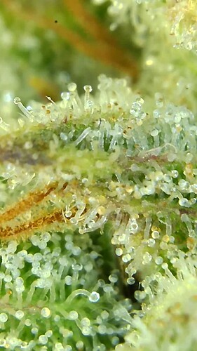 Growreport Bild 35