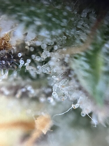 Growreport Bild 25