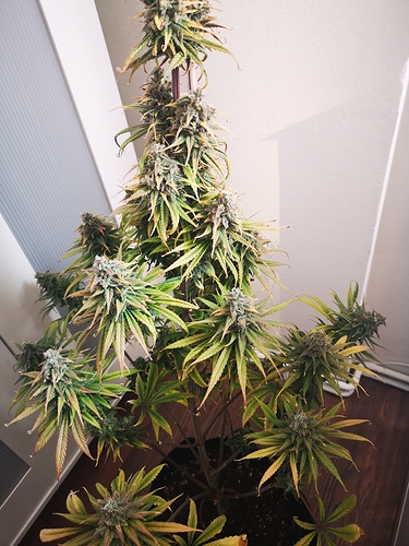Growreport Bild 9