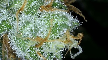 Growreport Bild 18