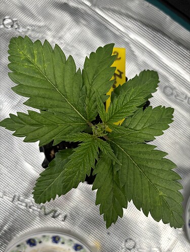 Growreport Bild 101