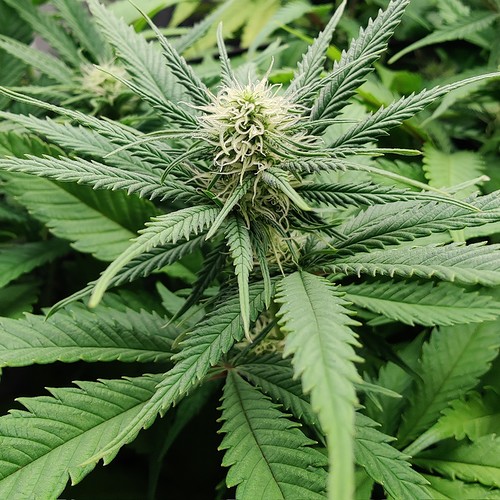 Growreport Bild 8