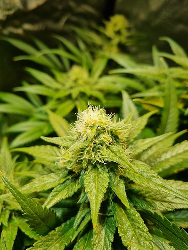 Growreport Bild 27