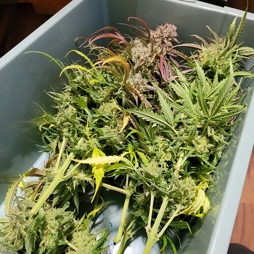 Growreport Bild 4