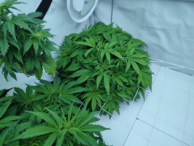 Growreport Bild 2