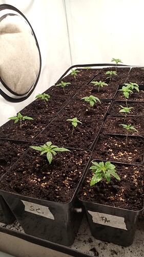 Growreport Bild 10