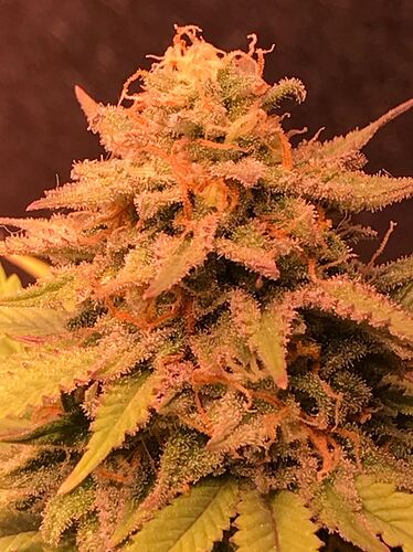 Growreport Bild 4