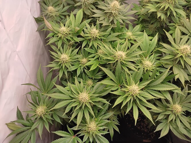 Growreport Bild 7