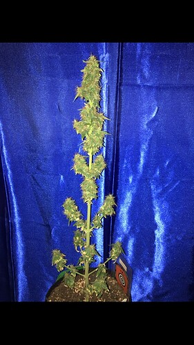 Growreport Bild 1