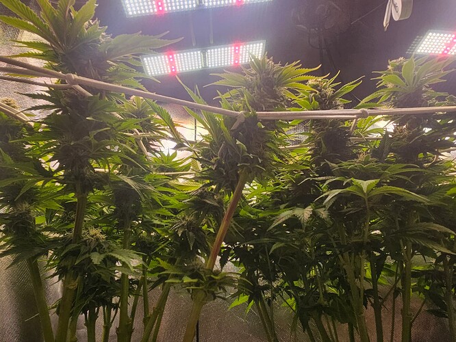 Growreport Bild 3
