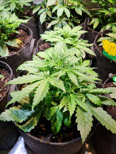 Growreport Bild 15