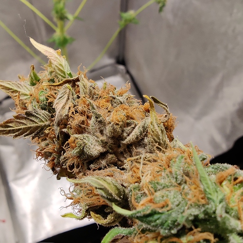 Growreport Bild 10