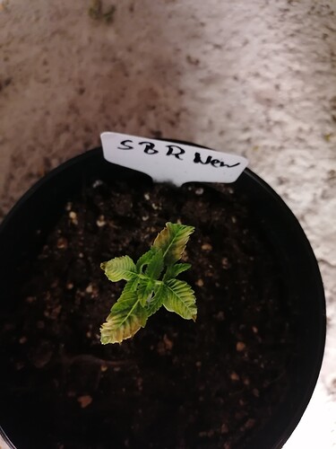 Growreport Bild 14