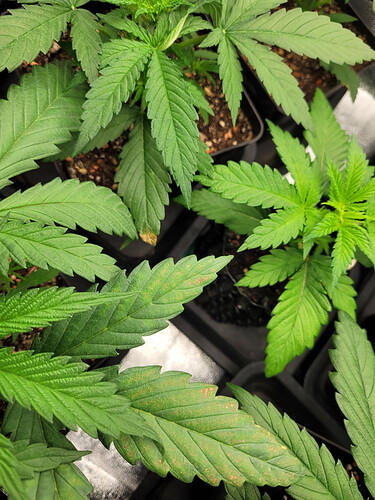 Growreport Bild 4