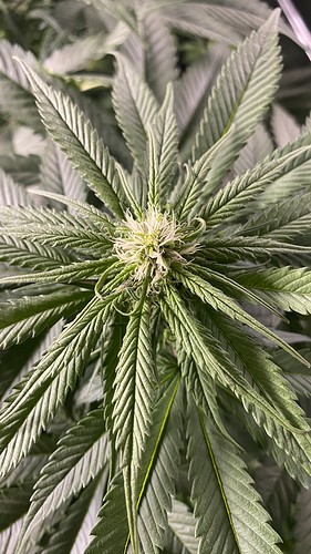 Growreport Bild 9