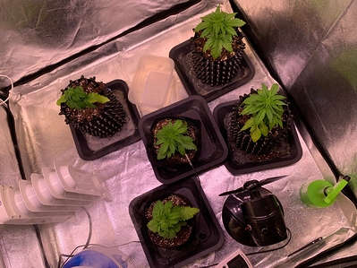 Growreport Bild 10