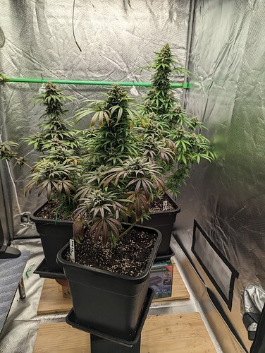 Growreport Bild 42