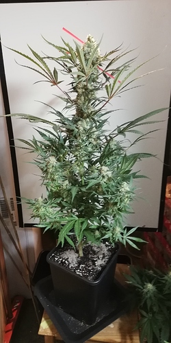 Growreport Bild 2