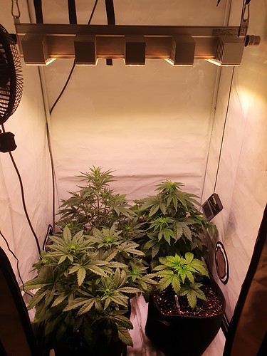 Growreport Bild 4