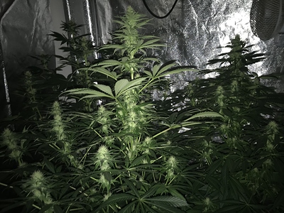 Growreport Bild 3